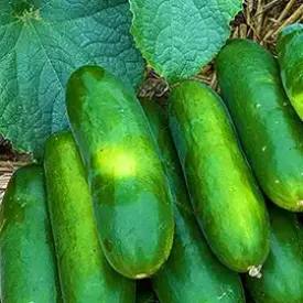 Cucumbers