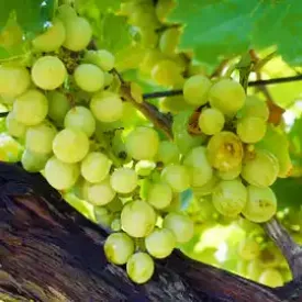 Grapes