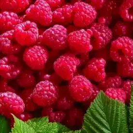 Raspberries